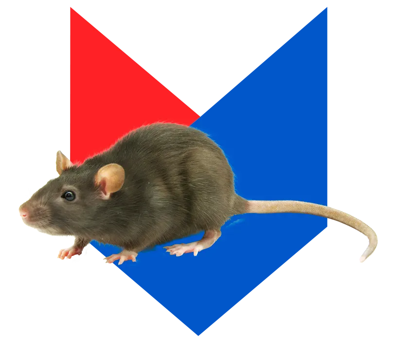 Крыса Крыса